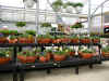 planters.JPG (651171 bytes)