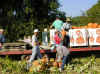 loading_pumpkins.JPG (135550 bytes)