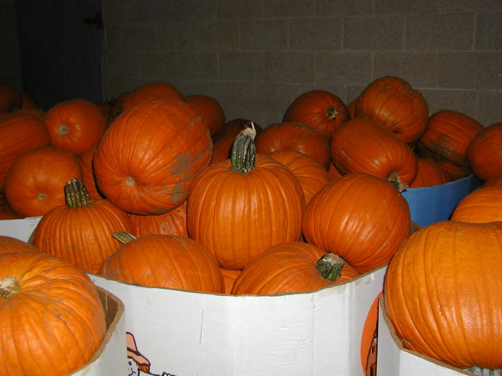 Stuckmeyer’s Halloween Farm Fun Days