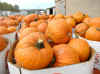 pumpkin_bin1.JPG (91607 bytes)