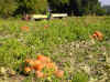 pumpkin_field.JPG (166709 bytes)