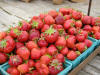 stuckmeyer strawberries