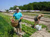 gatheringveg.JPG (133944 bytes)